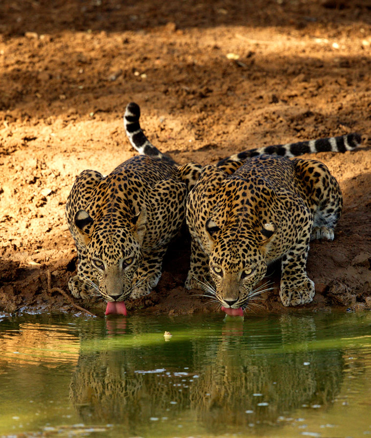 John Keells Foundation