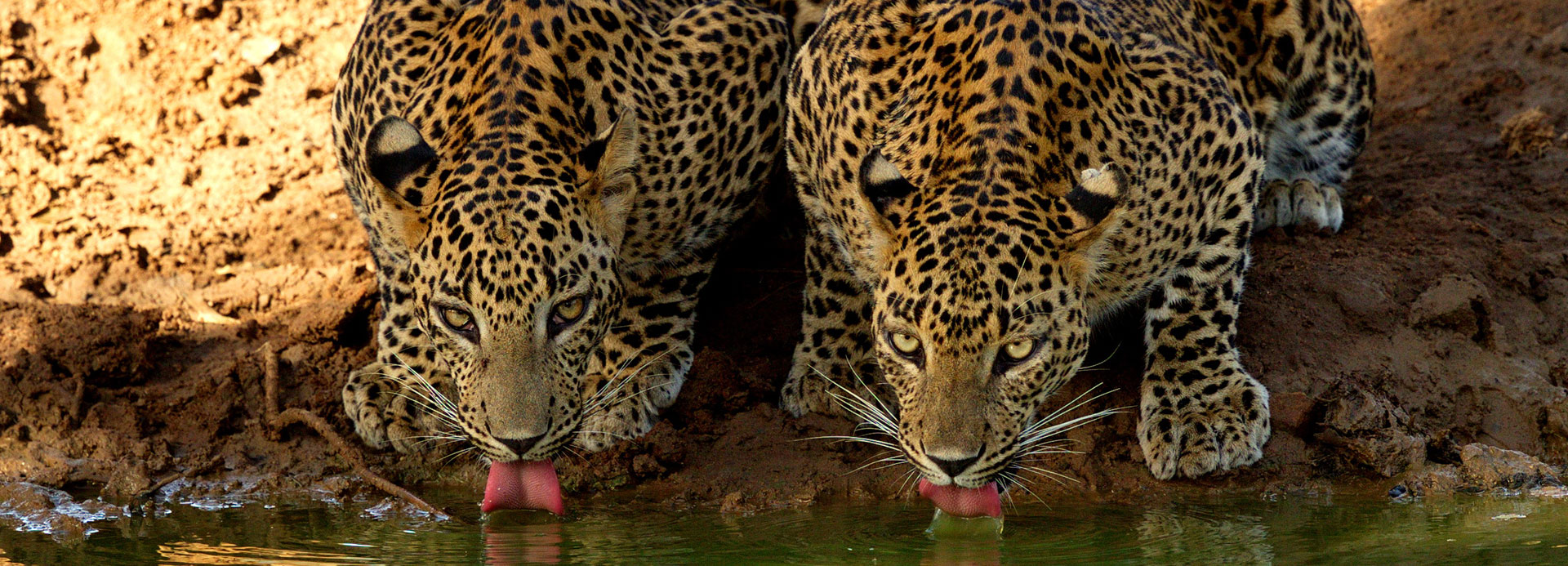 John Keells Foundation