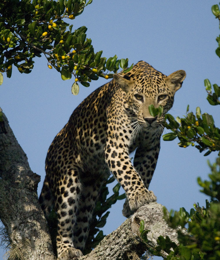 John Keells Foundation