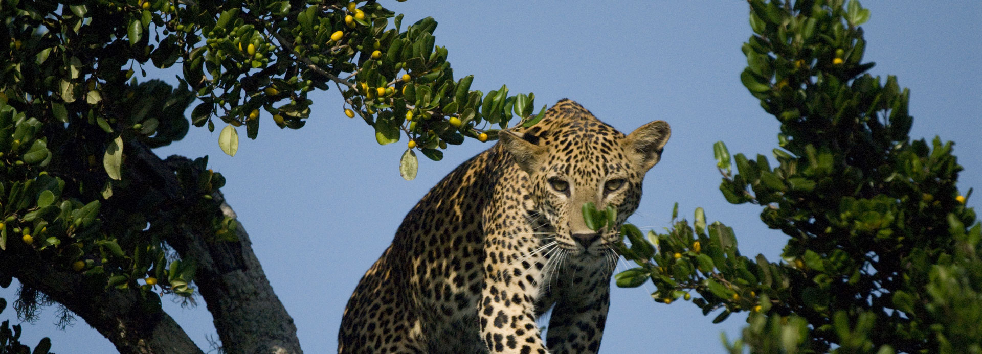 John Keells Foundation